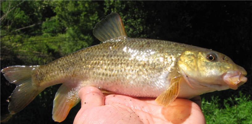 Peixos (Ittiofauna catalana II)